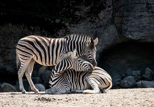 Lincoln Park Zoo’S Summer Wine Fest